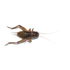 1,000 Live Crickets product photo